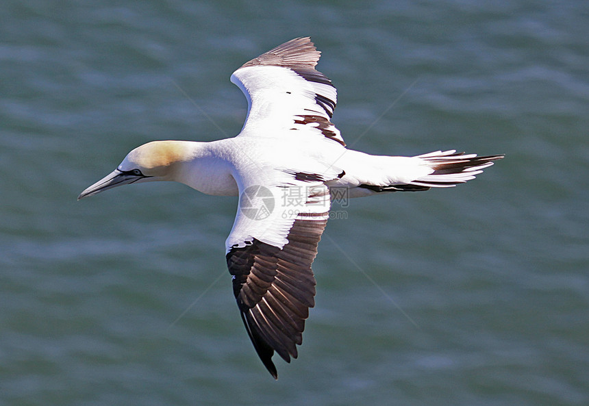 正在飞行的海鸥海洋羽毛航班高架视图动物图片