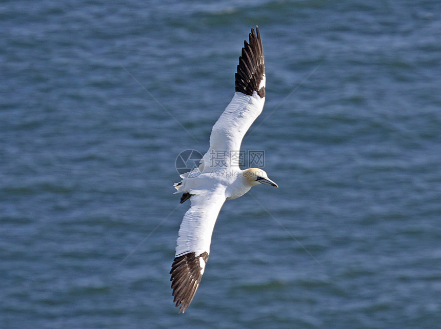 飘浮的海鸥蓝色海洋羽毛飞行翅膀海鸟航班图片