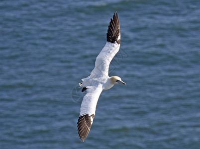 俯冲飘浮的海鸥蓝色海洋羽毛飞行翅膀海鸟航班背景