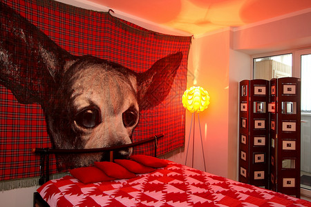 驴板肠卧室枕头动物窗户建筑学房间装饰桌子住宅财富灯光背景