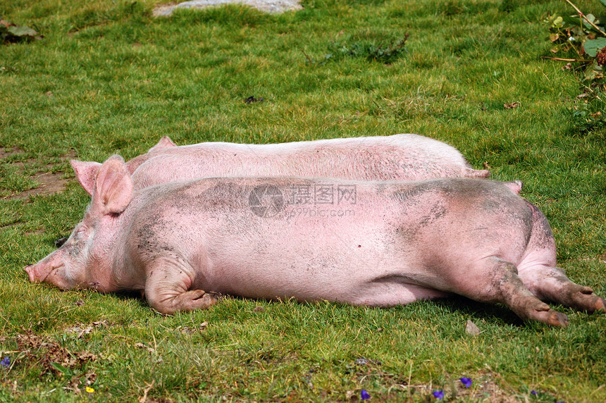 猪在草地里休息图片