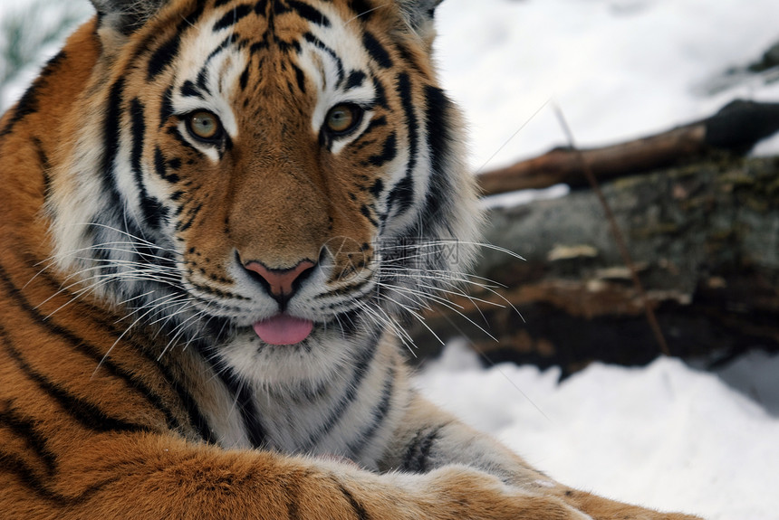 老虎动物毛皮条纹捕食者野生动物哺乳动物野猫食肉荒野猫科图片