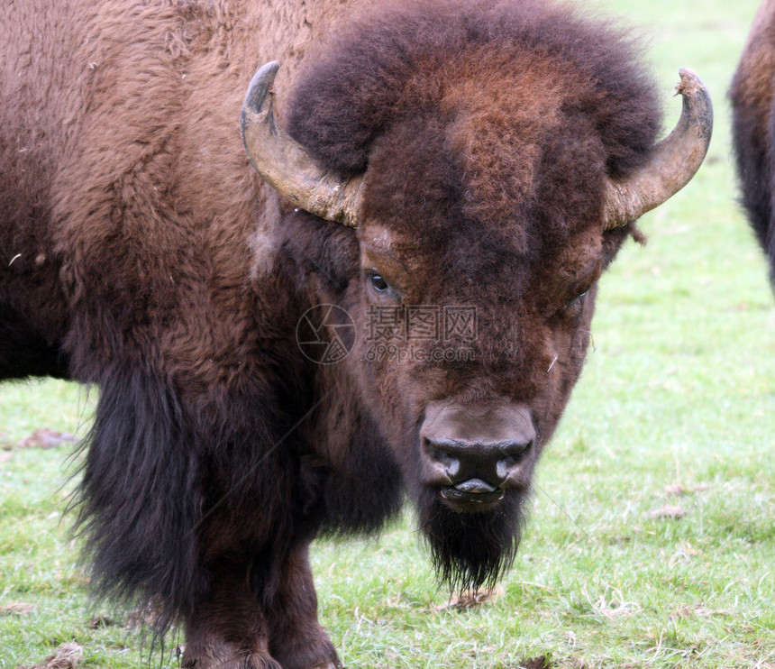 Buffalo 西澳大利亚西北特雷克野生动物公园拍摄的照片奶牛库存水牛场地动物园公园野牛野生动物动物图片