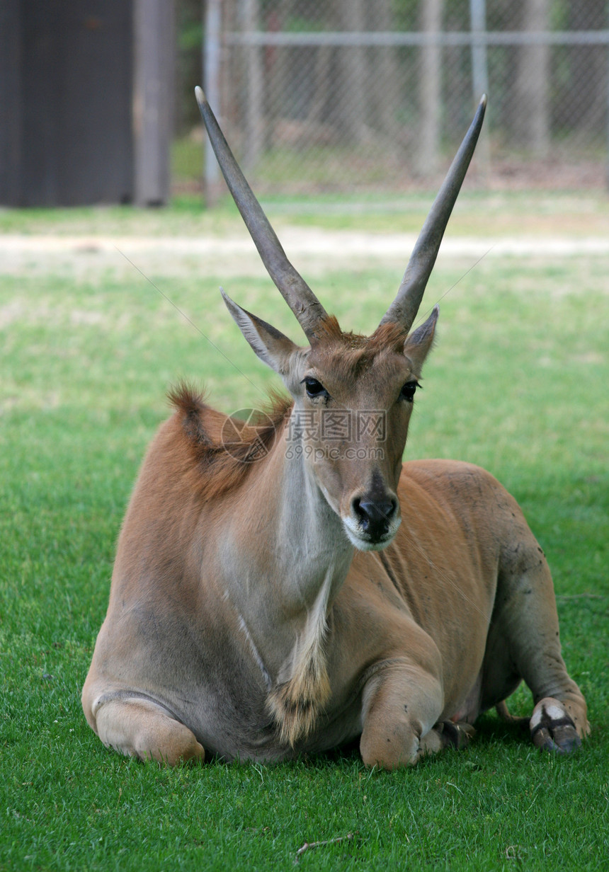 动物园中的鹿耳朵哺乳动物牧神野生动物公园棕色国家动物荒野喇叭图片