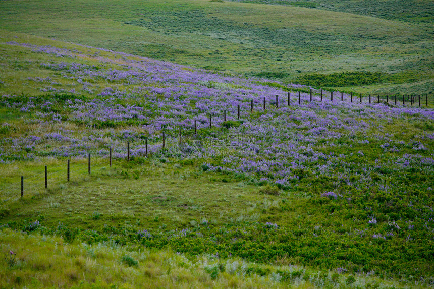 草原牧场上的紫色野花图片