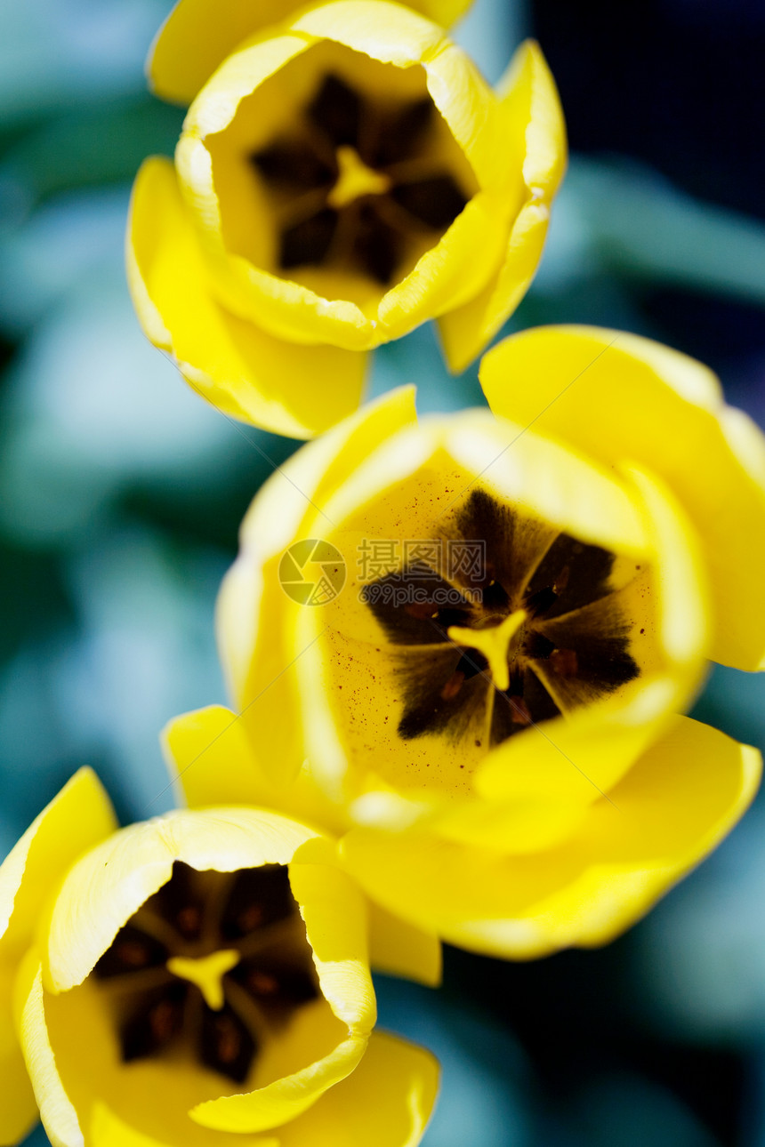 黄色花朵植物植物群郁金香花园太阳图片
