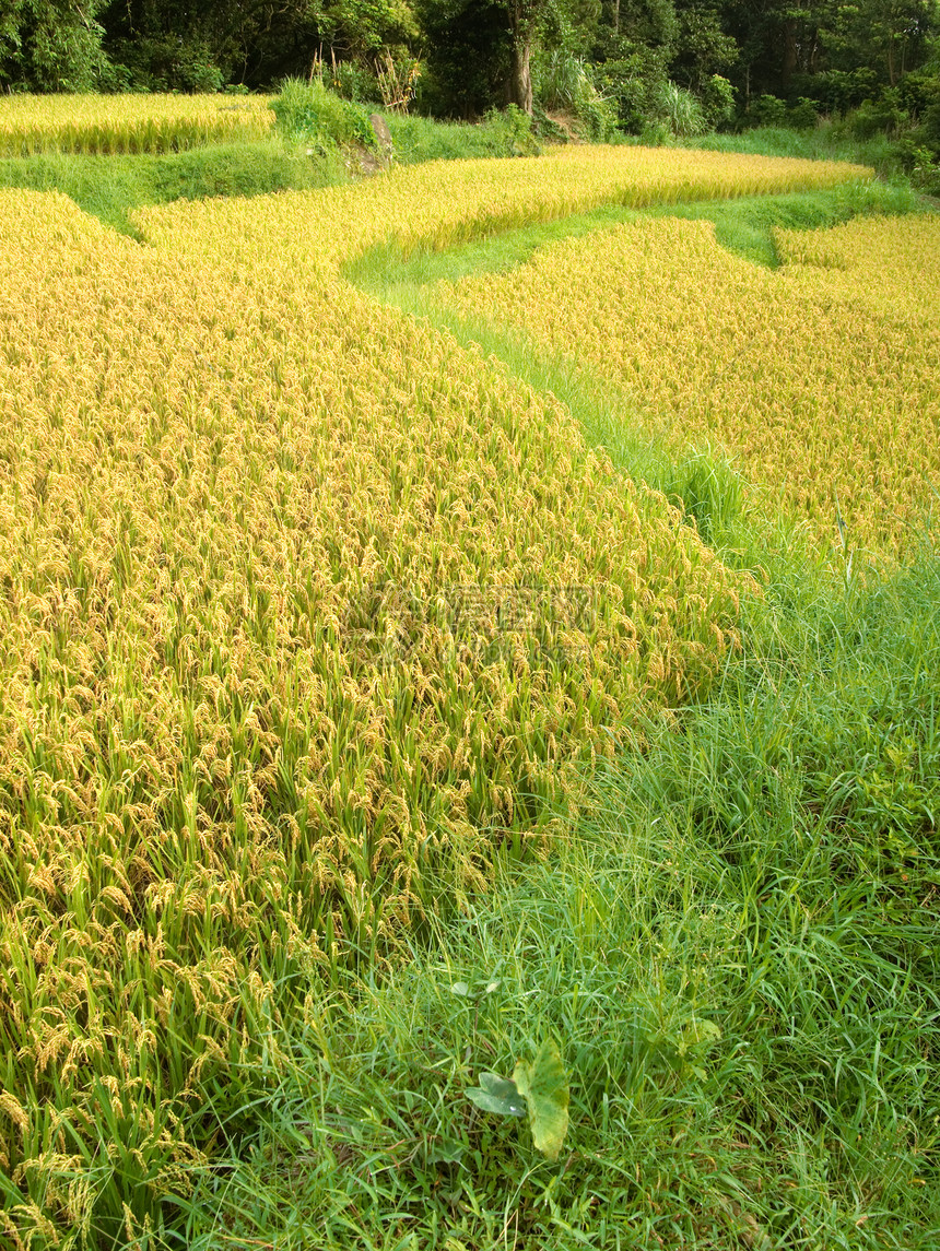 黄色的熟米农业种植园农村种子风景谷物粮食生产土地农场图片