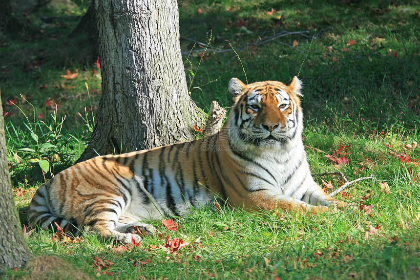 动物园里的老虎打猎动物囚禁愤怒猎人食肉条纹野生动物野猫侵略图片