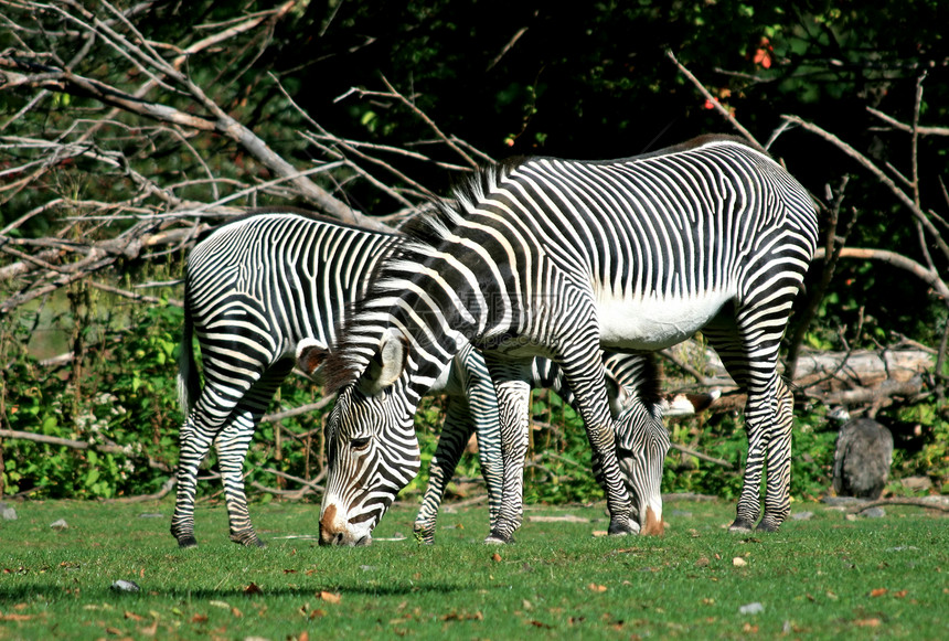 斑马黑色荒野尾巴睫毛热带动物园动物白色哺乳动物小路图片