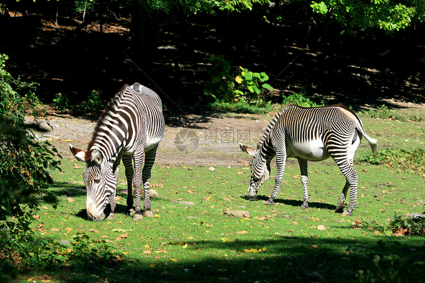 斑马动物园白色尾巴荒野生物野生动物黑色皮肤动物条纹图片