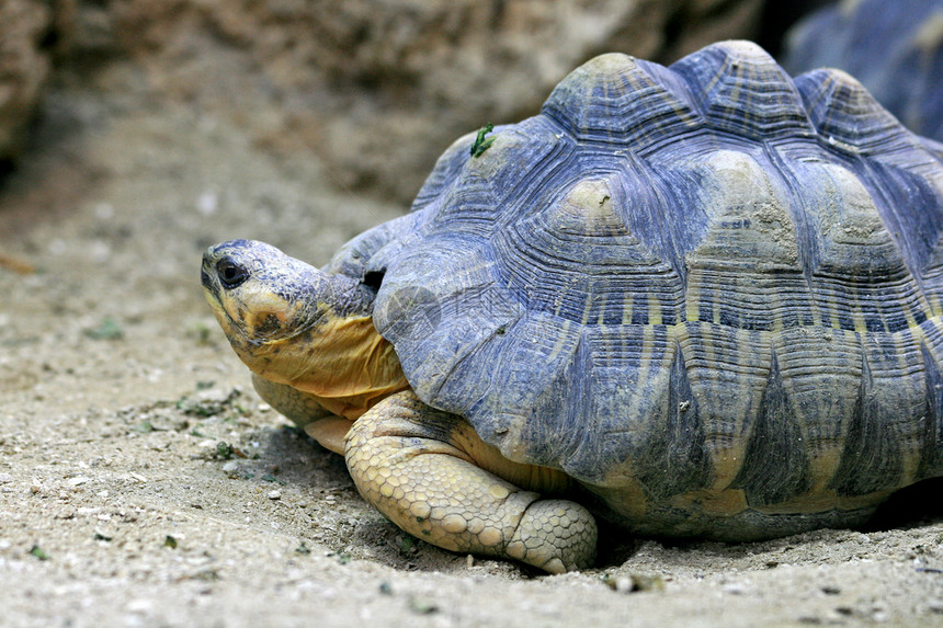 海龟沙漠干旱耐力气候爬虫运动乌龟图片