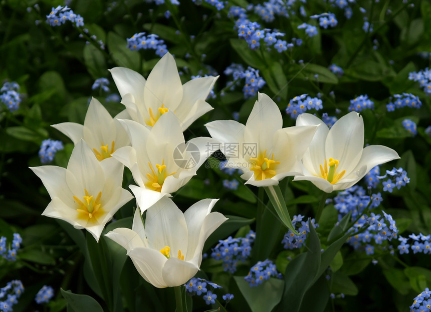 在著名的植物园的花朵植物花园白色季节灯泡生长公园花瓣图片
