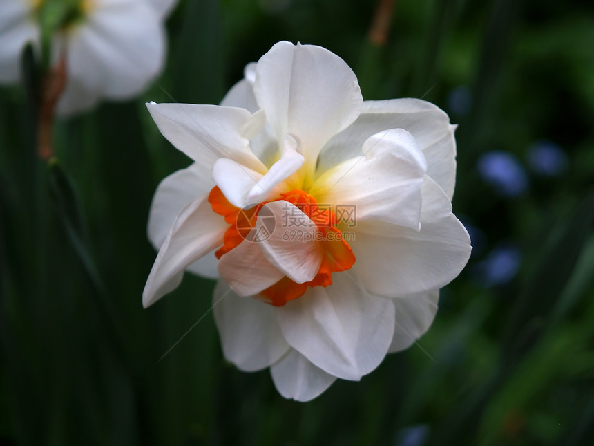 在著名的植物园的花朵白色植物花园公园花瓣生长灯泡季节图片
