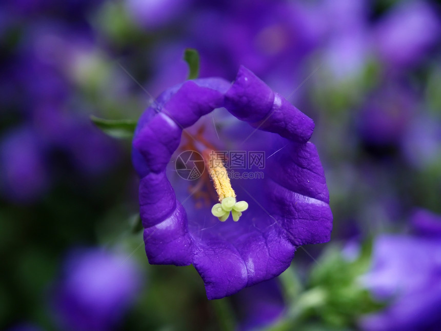 在著名的植物园的花朵公园花园植物白色季节灯泡生长花瓣图片