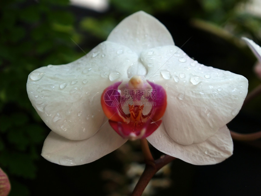 在著名的植物园的花朵生长灯泡花瓣花园白色植物公园季节图片