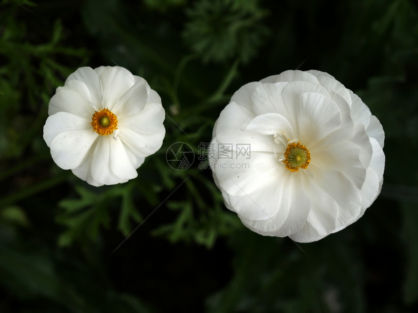 在著名的植物园的花朵生长灯泡季节白色公园植物花园花瓣图片