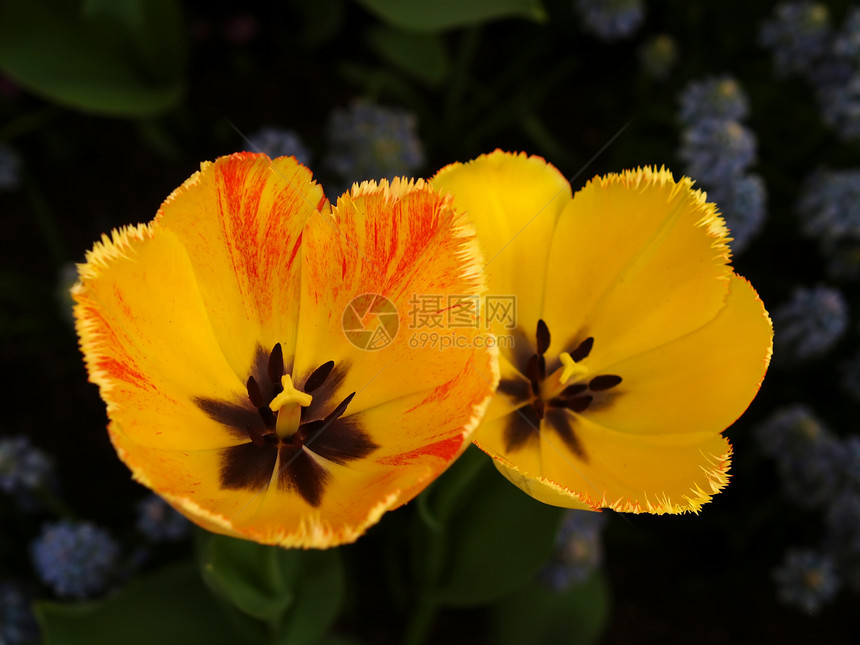 在著名的植物园的花朵灯泡植物公园生长花园季节白色花瓣图片