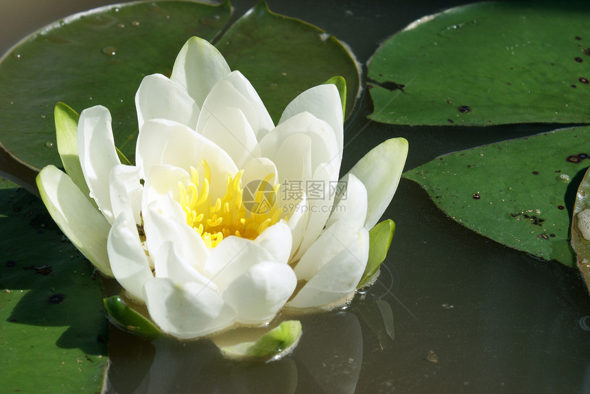 水百合植物群环境镜子漂浮明信片宏观池塘植物学情调反射图片