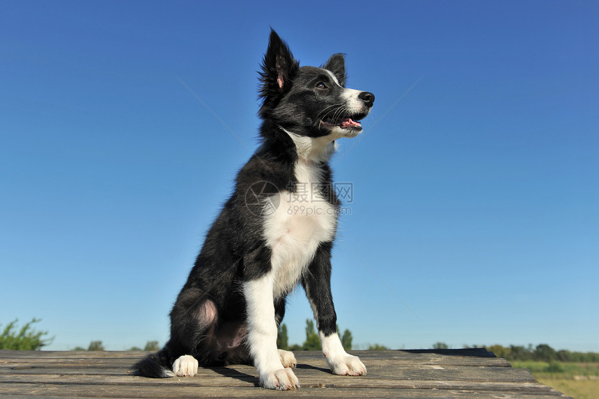 小小狗边框 collie牧羊犬蓝色犬类婴儿白色黑色动物宠物天空图片