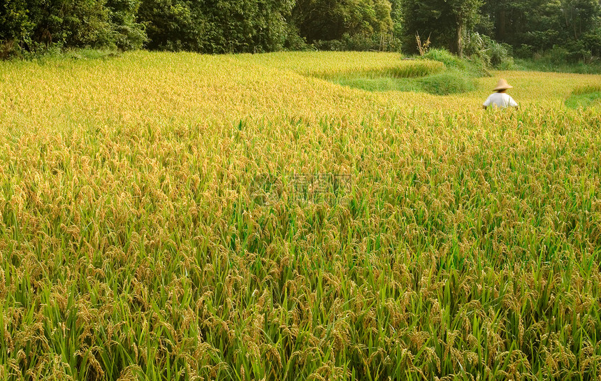 黄色的熟米草地季节粮食农田植物群生产农场谷物种植园环境图片