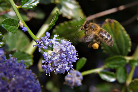 正在飞行的蜜蜂航班生态蜂蜜生态学家环境花粉翅膀皇家昆虫花蜜背景图片