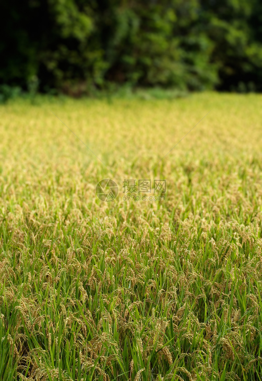黄色的熟米农业草地收成风景场地环境热带栽培农场生产图片
