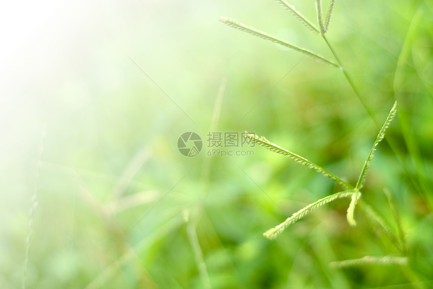 小草墙纸荒野宏观公园花园生长草本植物绿色植物叶子环境图片