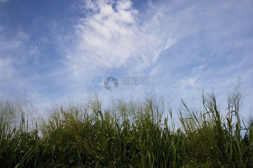 草和天空丘陵季节花园公园白色绿色晴天蓝色环境生长图片