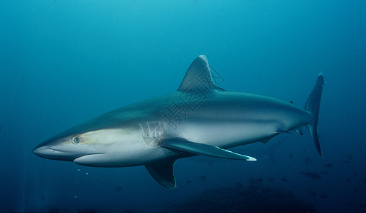 蓝色鲨鱼Silvertip 鲨鱼巴布亚新几内亚背景