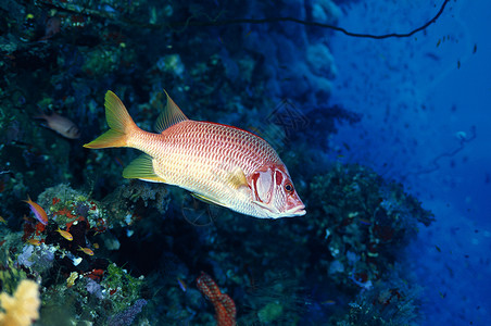 密克罗尼西亚Truk Lagoon岛长黄松鱼高清图片