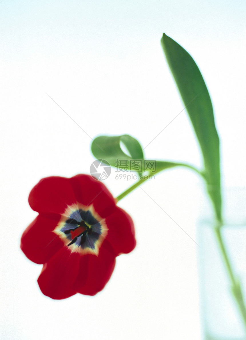 水中的花朵郁金香红色树叶叶子花瓶雌蕊园艺花瓣玻璃花束图片