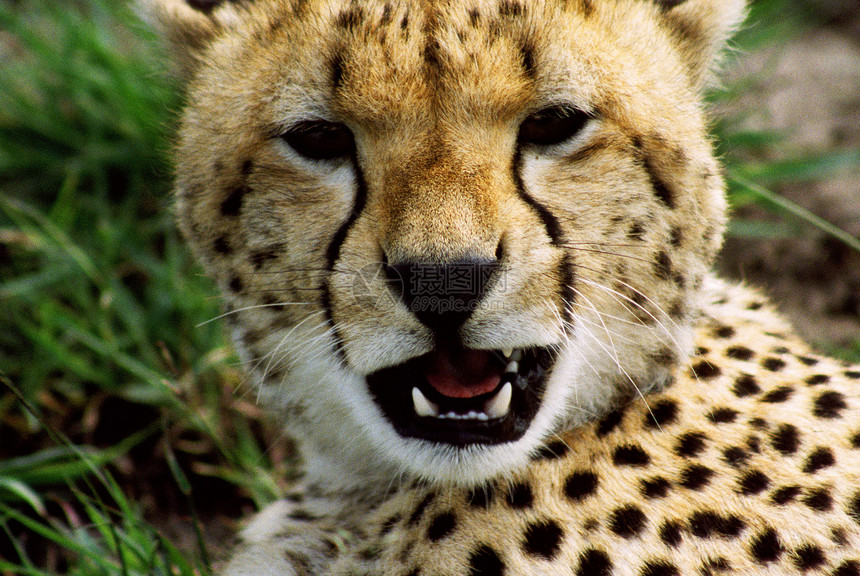 猎豹(Cheetah)图片