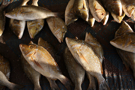 市场上的鱼食物海鲜尾巴背景图片