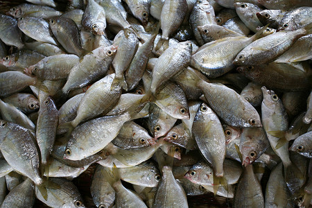 市场上的鱼海鲜尾巴食物背景图片