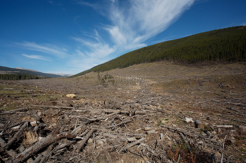 伐木清除切割伐木业遗迹生态环境销毁木材日志林业记录树木图片