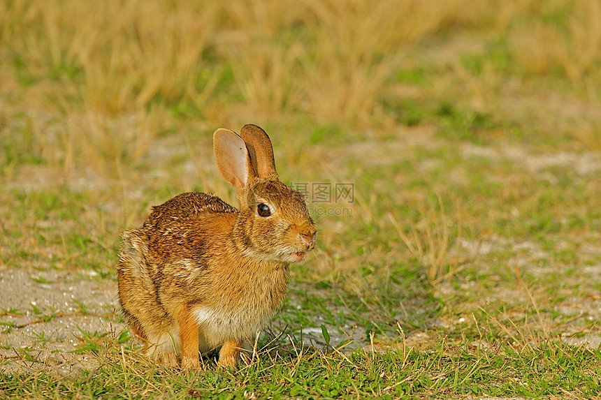 野兔栖息地野生动物兔子荒野哺乳动物图片
