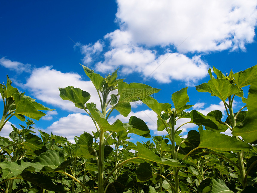 向日向外字段蓝色绿色植物向日葵植物群天空场地文化植物学农业图片