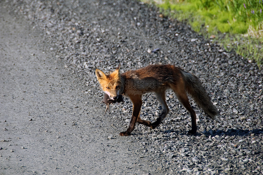 红狐荒野狐狸哺乳动物野生动物捕食者动物毛皮图片