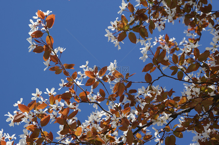 春樱花公园枝条花朵美丽地平线季节蓝色树叶花园叶子图片
