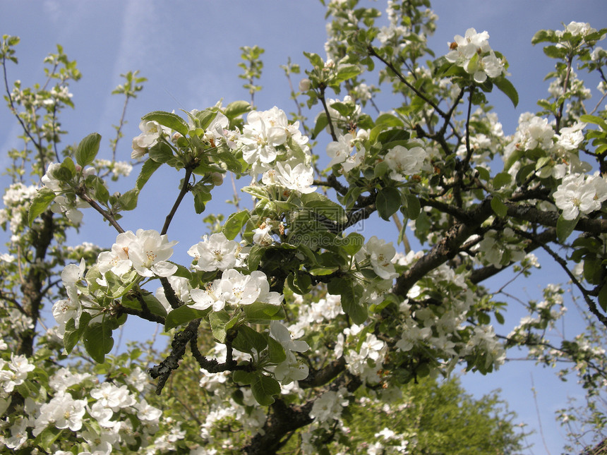 苹果花朵公园花瓣季节花园苹果花植物学白色植物分支机构植物群图片