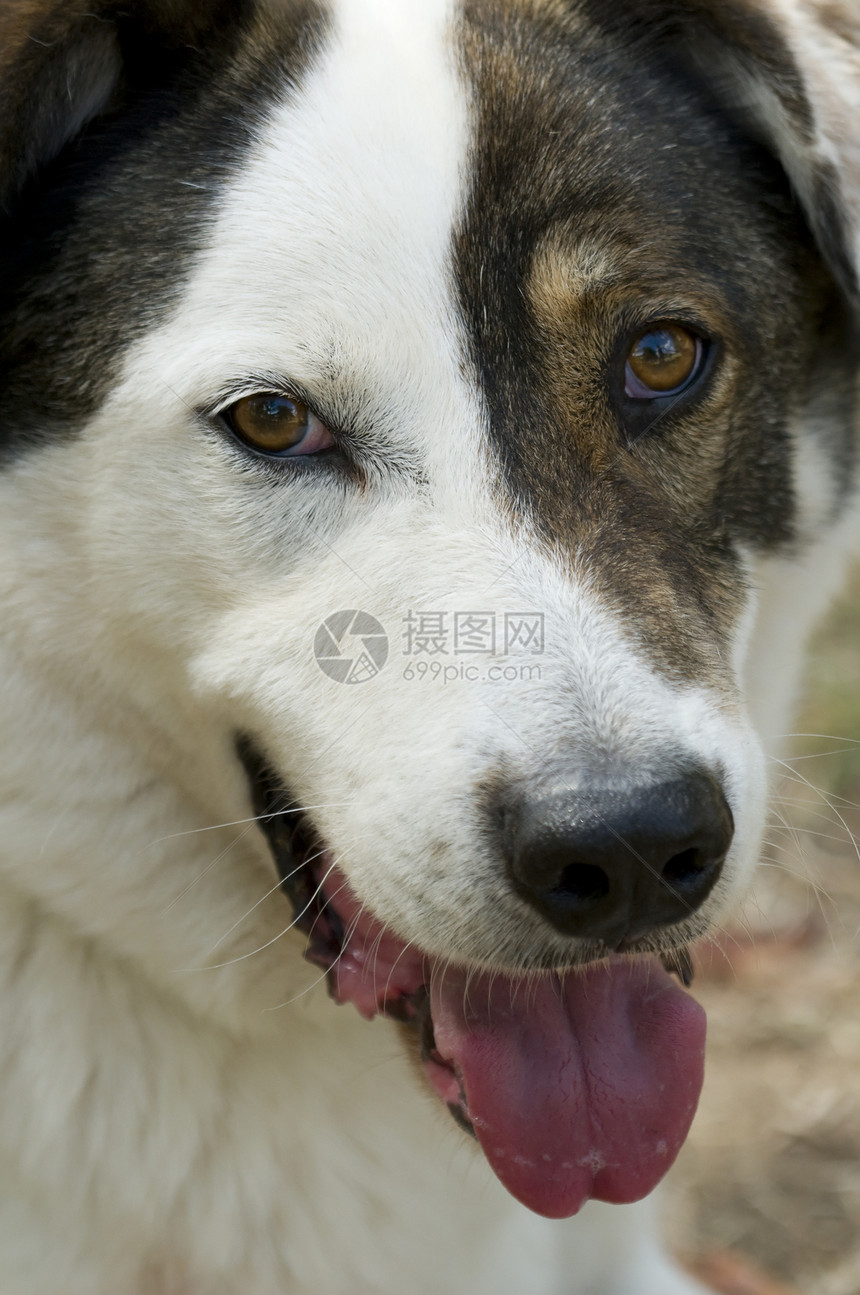 特写被弃狗的面部眼睛友谊哺乳动物荒野冒充天空犬类宠物流浪朋友图片