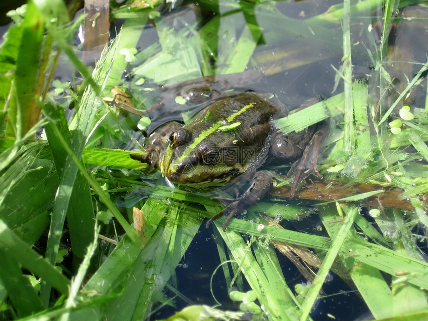 绿青蛙在池塘中图片