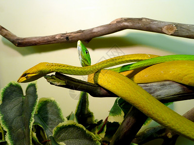 蛇绿色两条稀薄的蛇背景