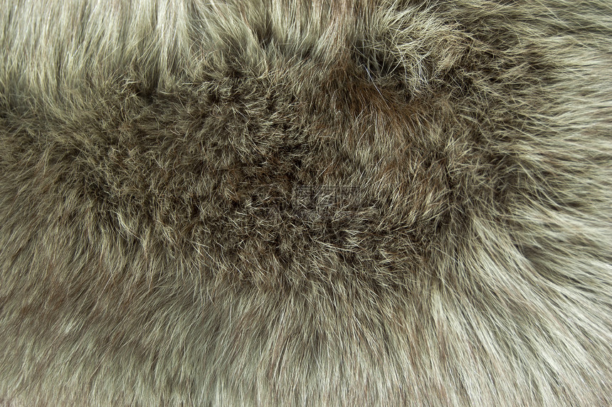 Ffur 纹理黑色异国皮肤头发荒野宏观材料动物地毯情调图片
