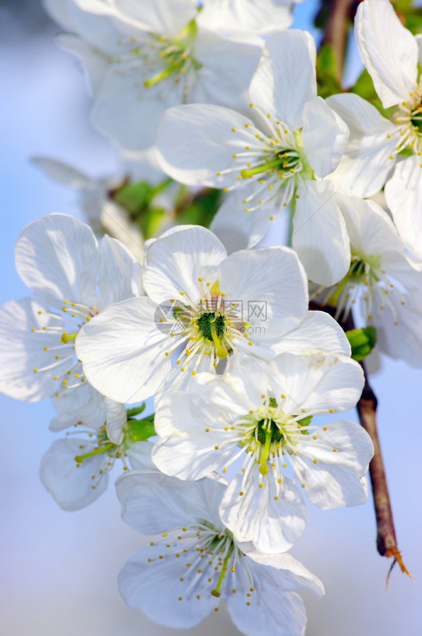 树枝和樱花冥想蓝色植物群花瓣植物分支机构阳光叶子天空环境图片