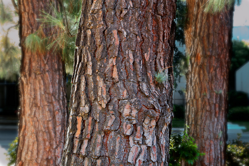 三棵松树树干公园植物木头材料环境针叶绿色木材森林图片