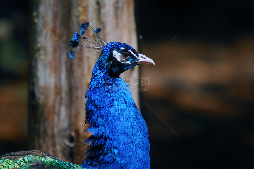印度皮禽绿色野生动物鸟类羽毛孔雀图片