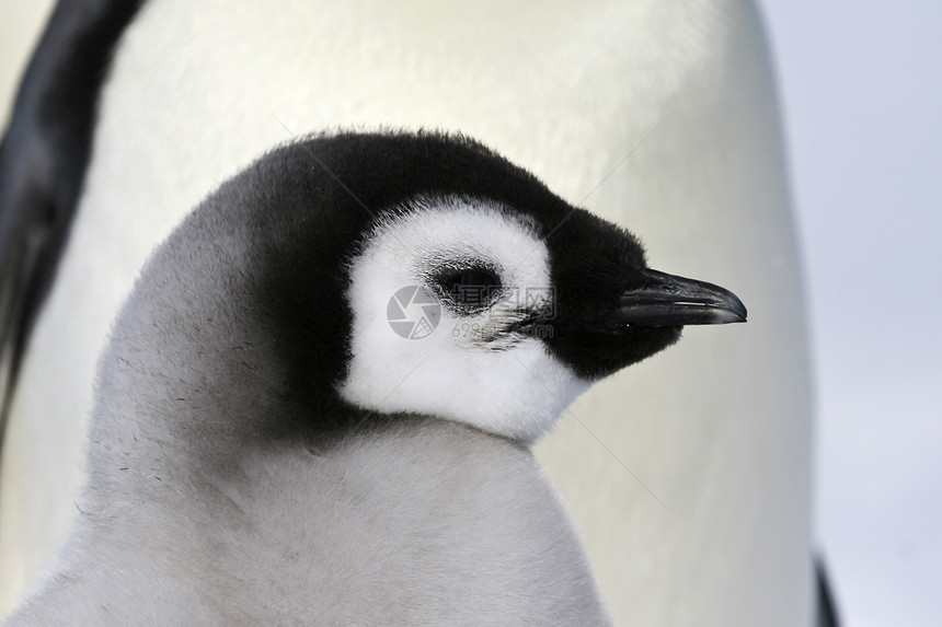 皇帝企鹅冻结动物野生动物图片
