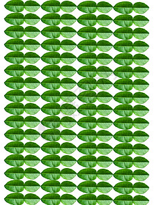 石灰叶树叶植物绿色背景图片