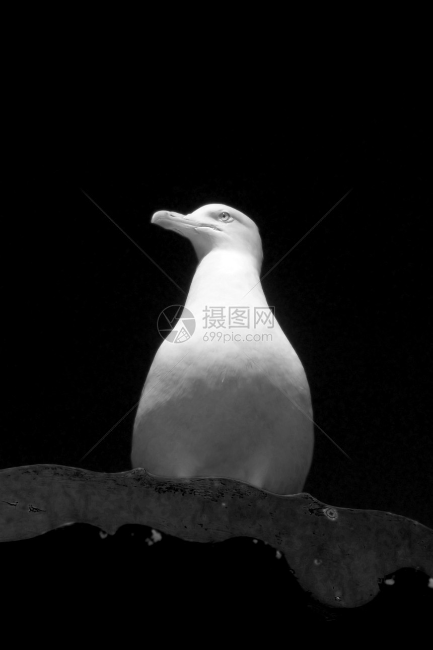 佩奇海鸥栖息白眼鸟类天空宏观动物翅膀龟形羽毛鸥科图片